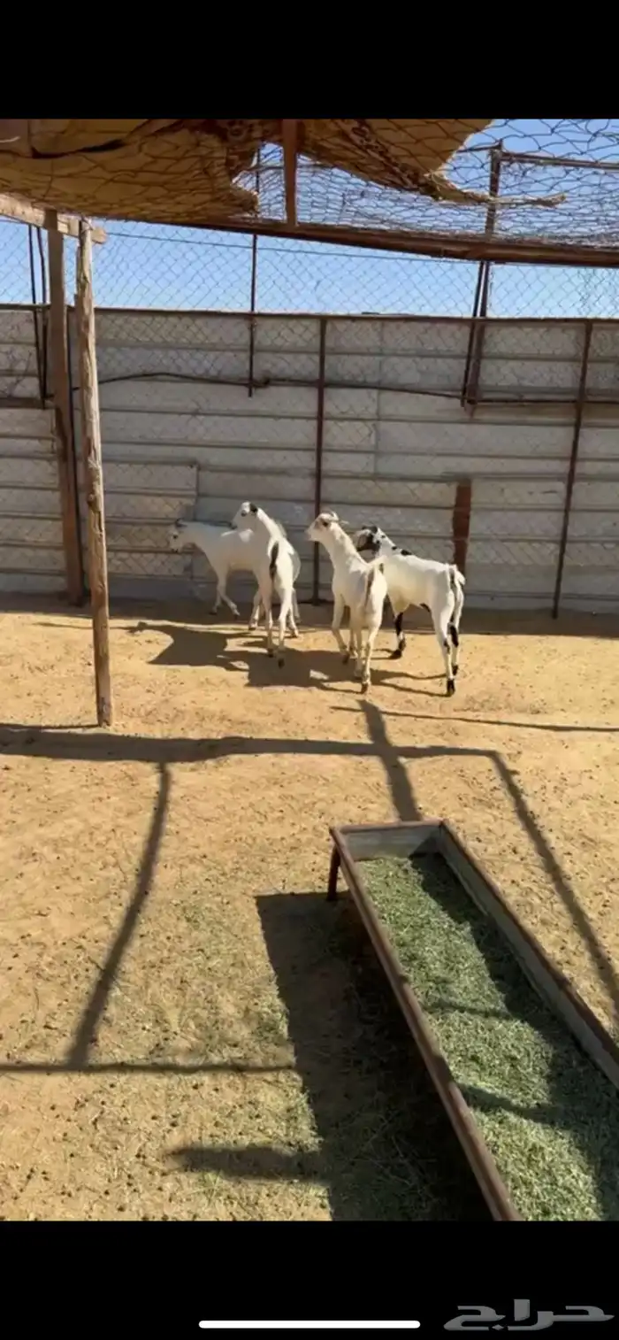 تيوس وخرفان 3