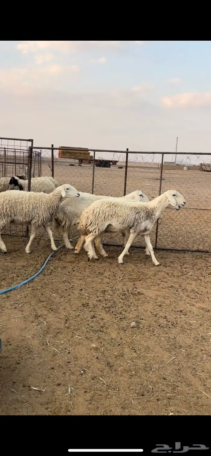 غنم حريات حرش 1