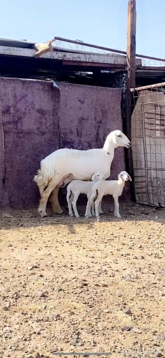 رخل والد تم البيع 2