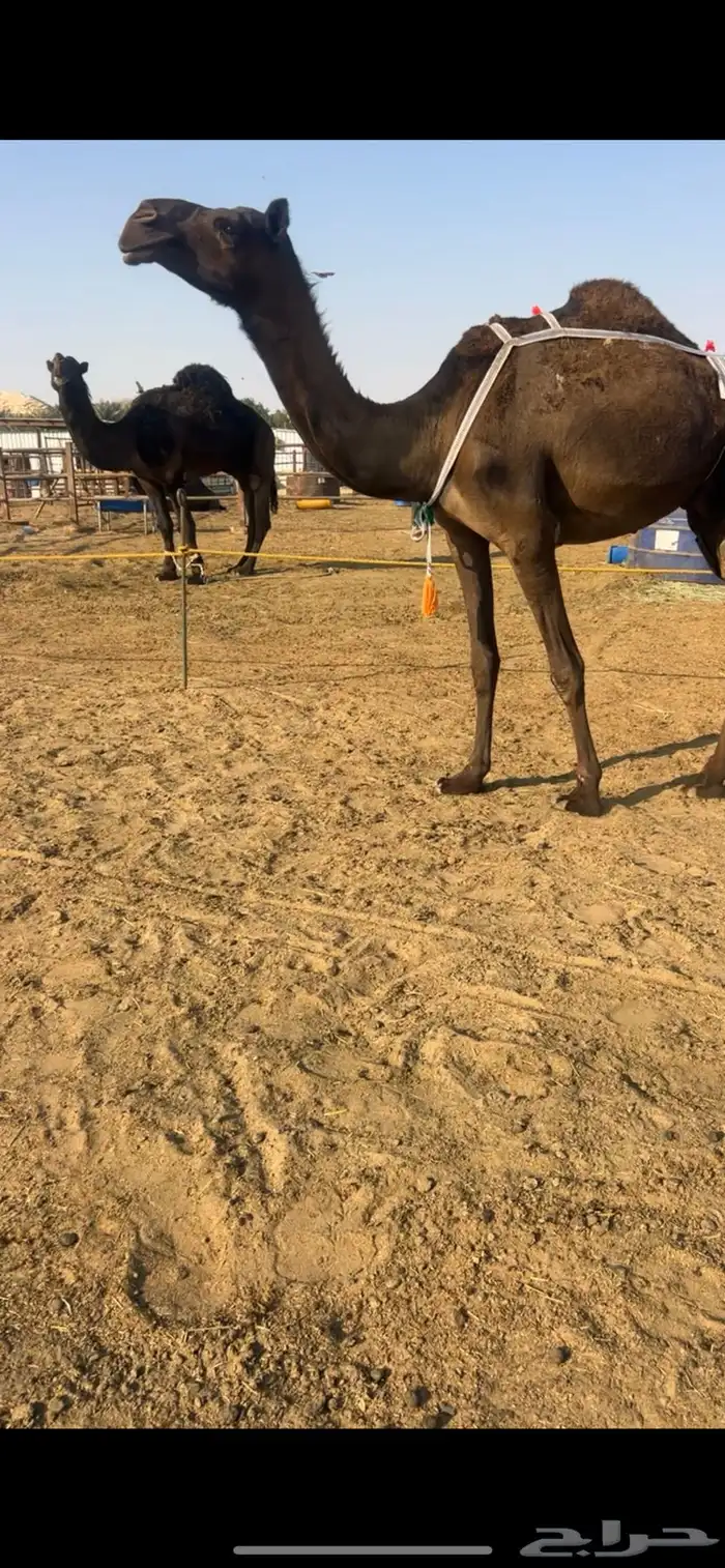 مجهم مجاهيم ضرايب طيبه 0