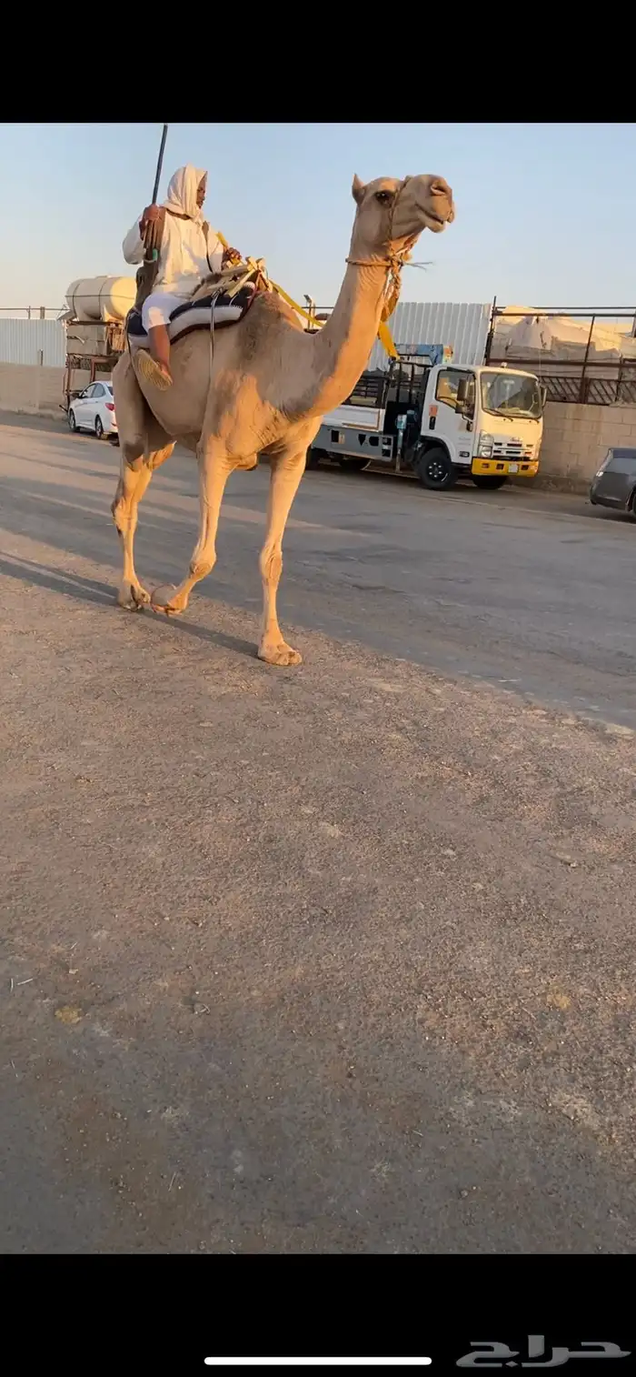 ناقه بعير ركبي رحول طوع على شرط 1