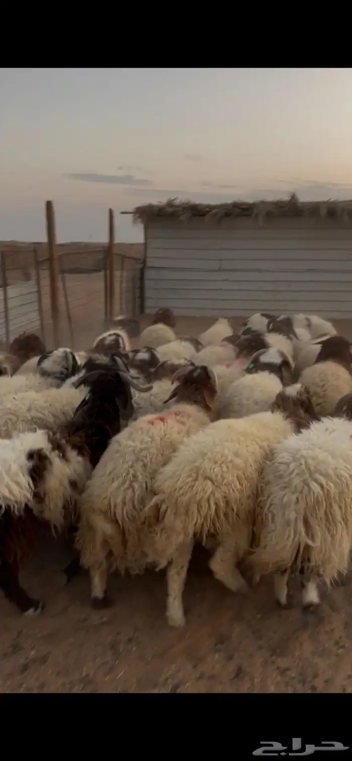 نعيم فوق سبع شهور 1