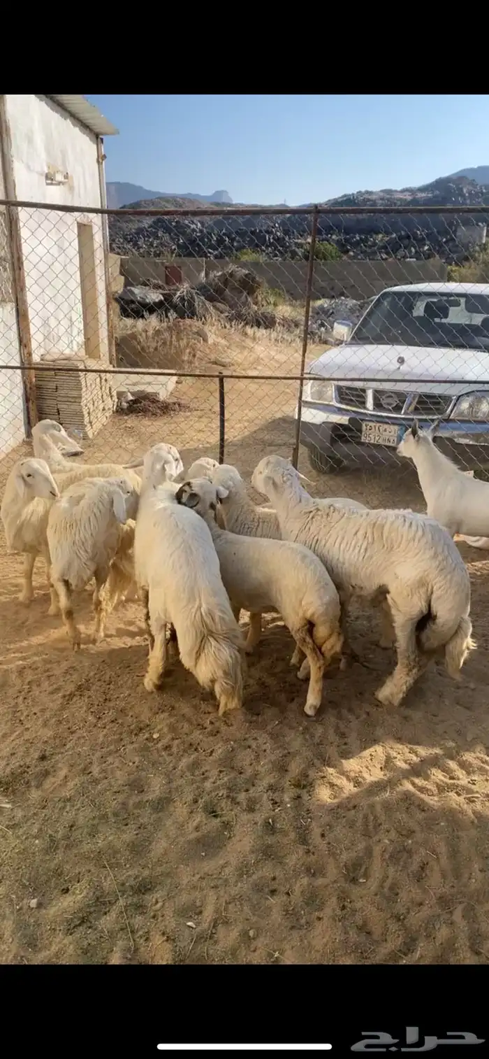 تيوس وخرفان 0