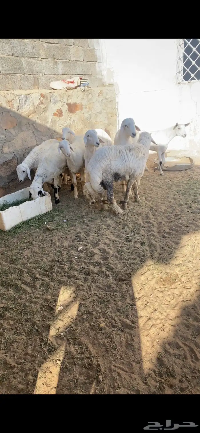 تيوس وخرفان 8