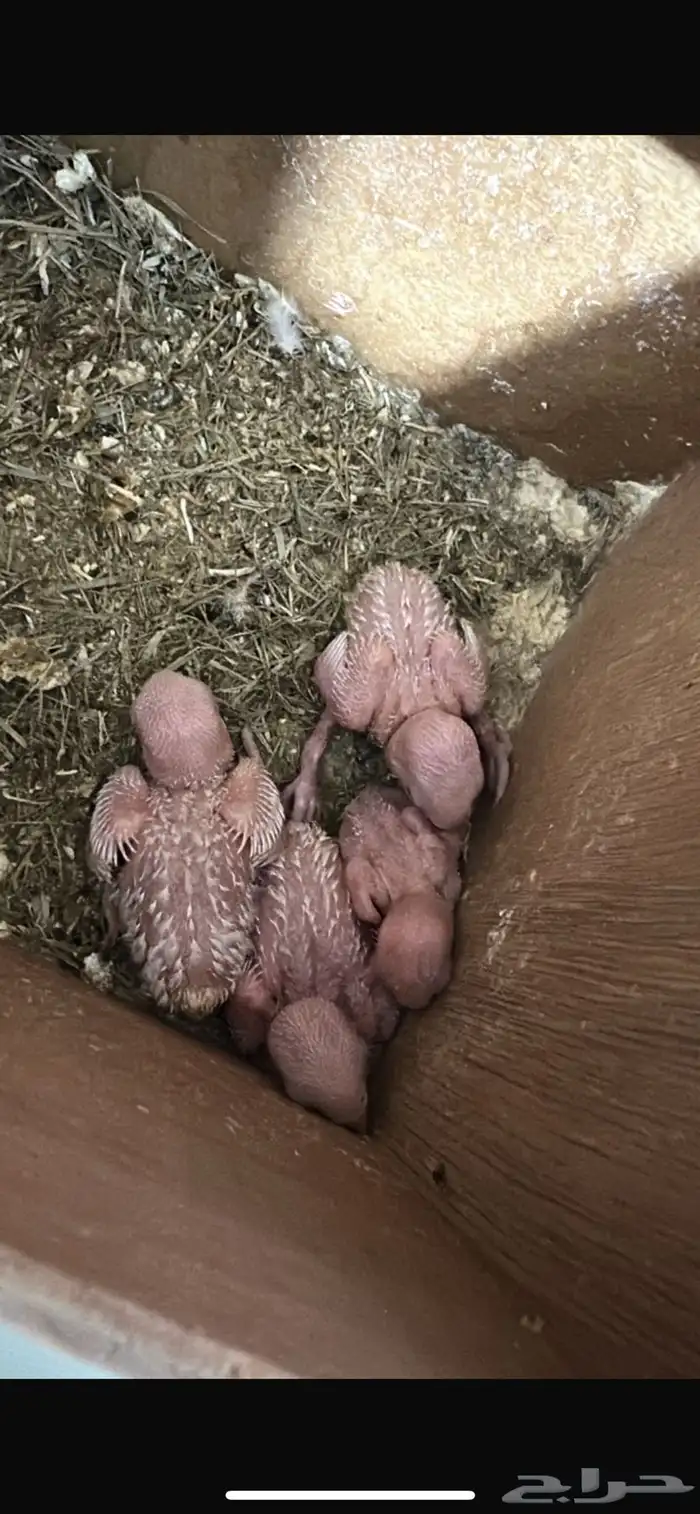 فروخ روز البينو 0