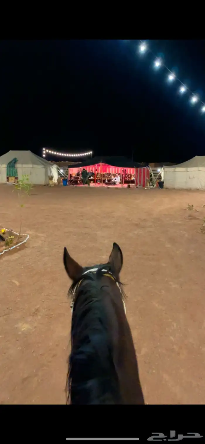 مخيم الدانه البري نقبين (شعيب عانقه) 12