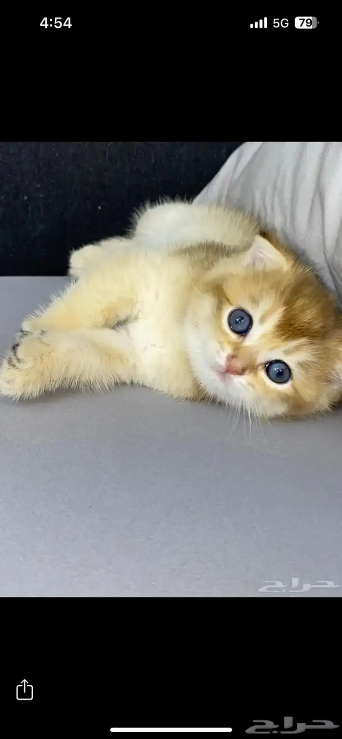 الي عطيتها عربون سكوتش فولد وقفلت جوالها 0