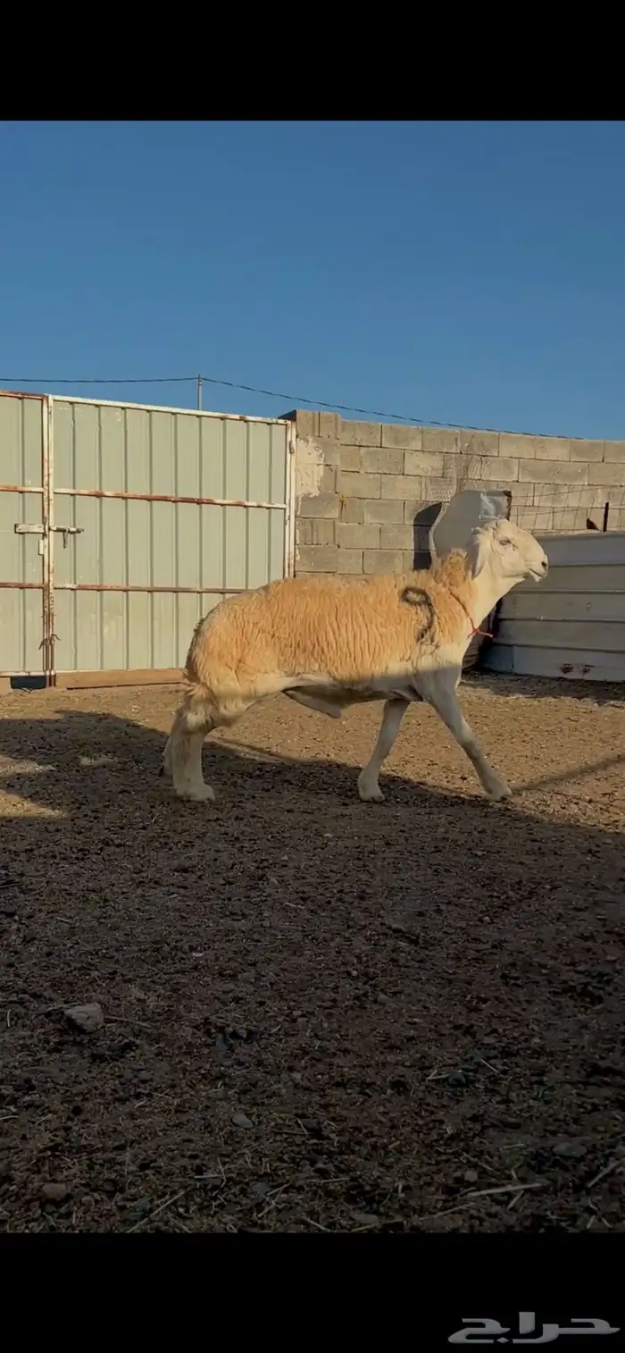 مشروع فحل فاخر 0