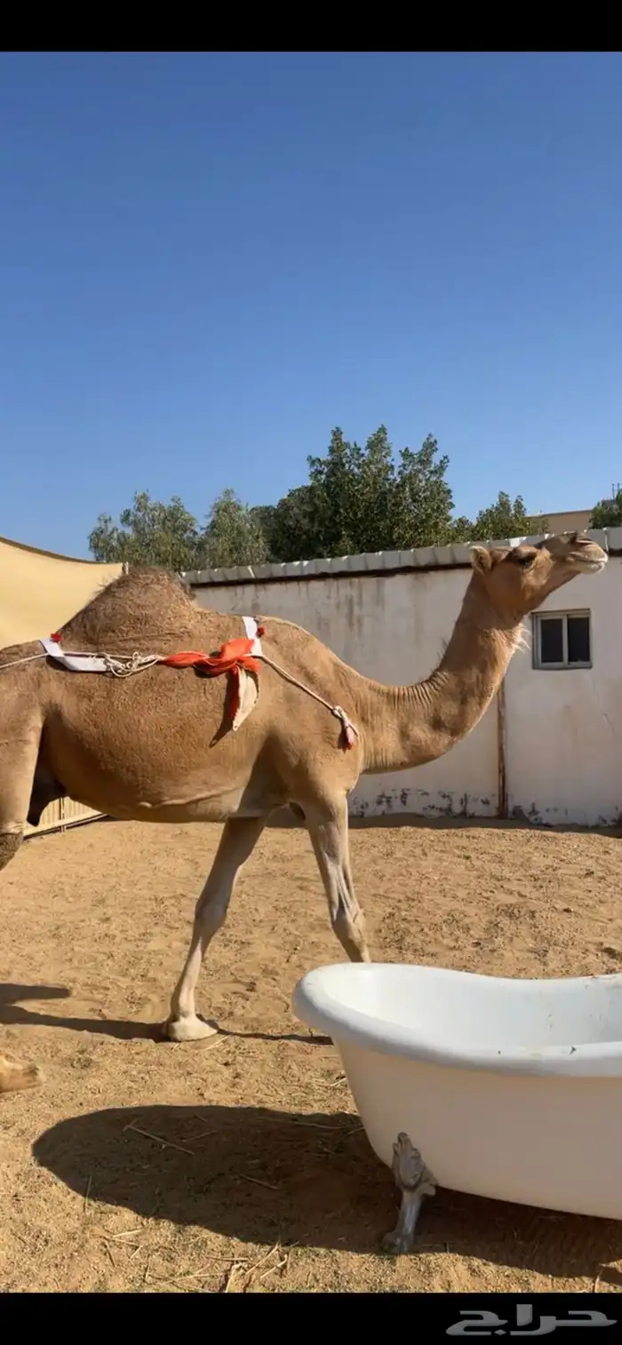 خلفة ساحلية منيحة 1