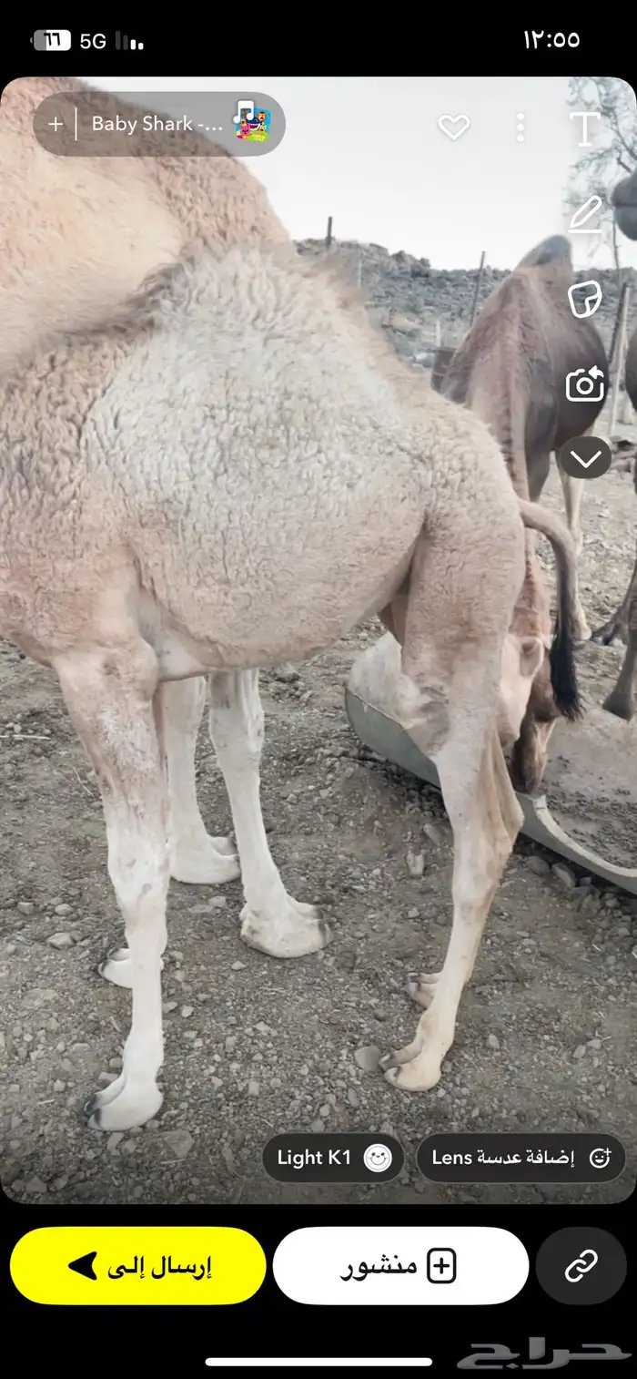 بكره عمرها 5 اشهر على حليب أمها فل شحم سراة عبيده 5