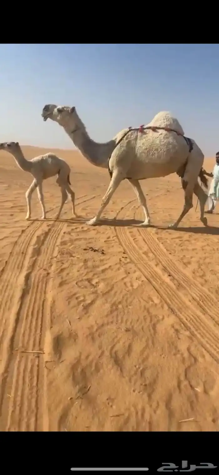 خلفه كفو حدرها قعود 1