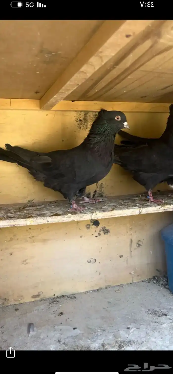 حمام قطيفي للبيع 7