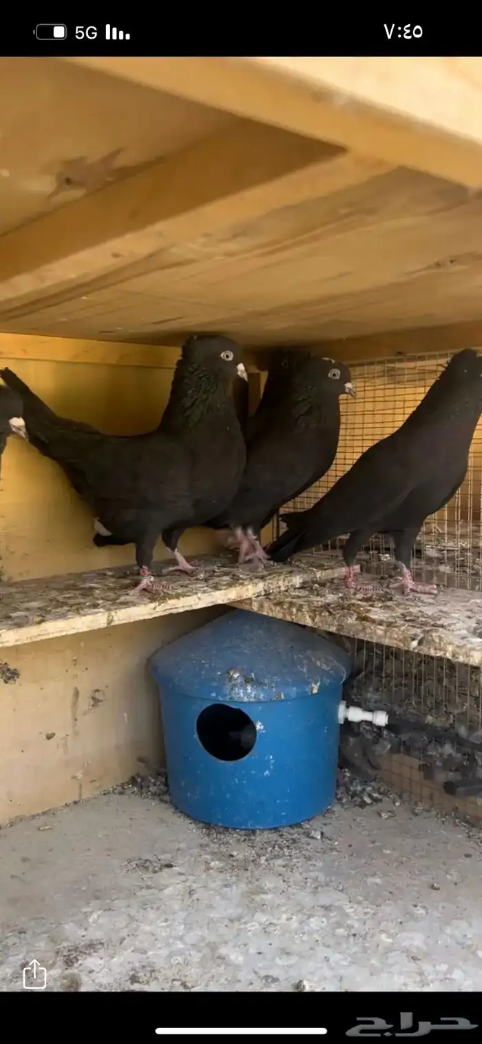 حمام قطيفي للبيع 8