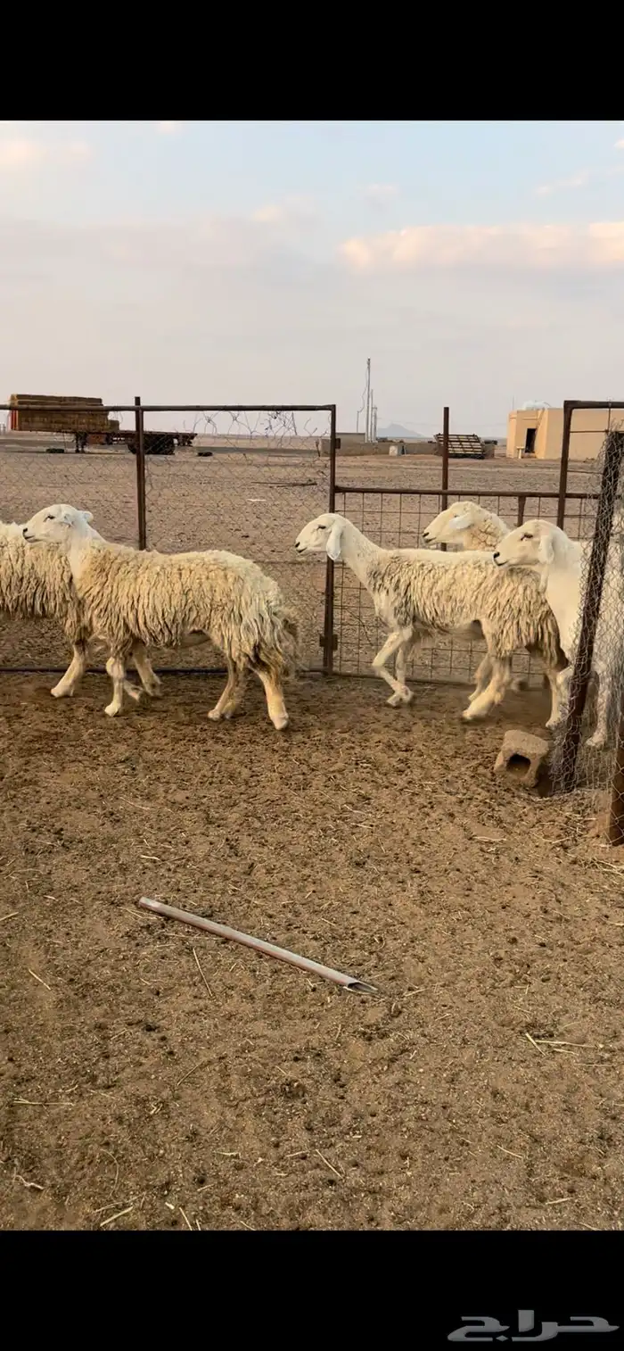 غنم حريات حرش 3