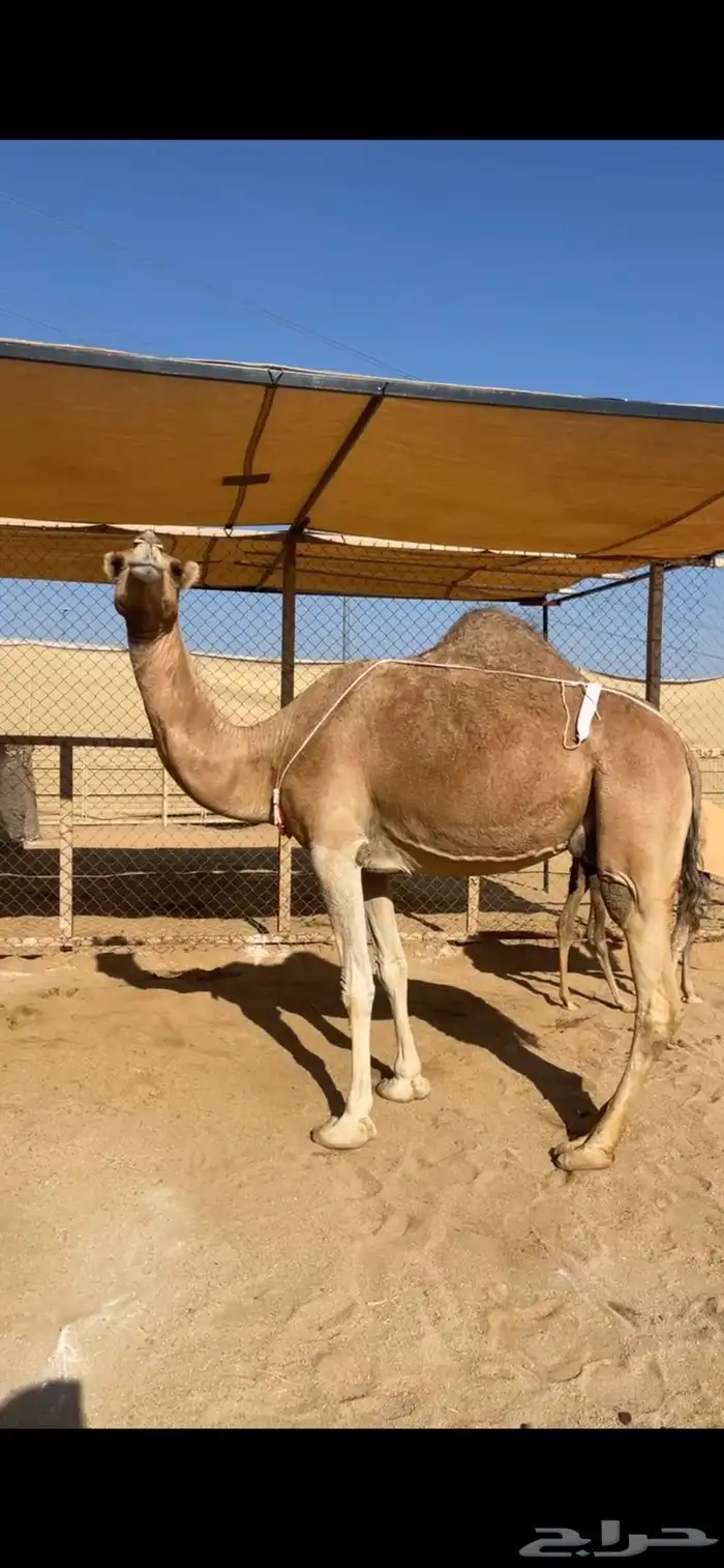 خلفة ساحلية منيحة 2