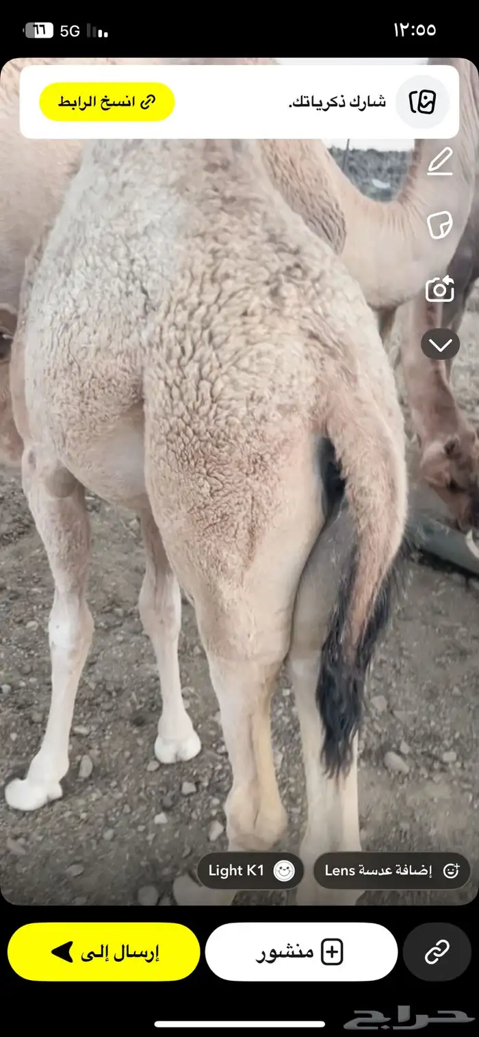 بكره عمرها 5 اشهر على حليب أمها فل شحم سراة عبيده 0