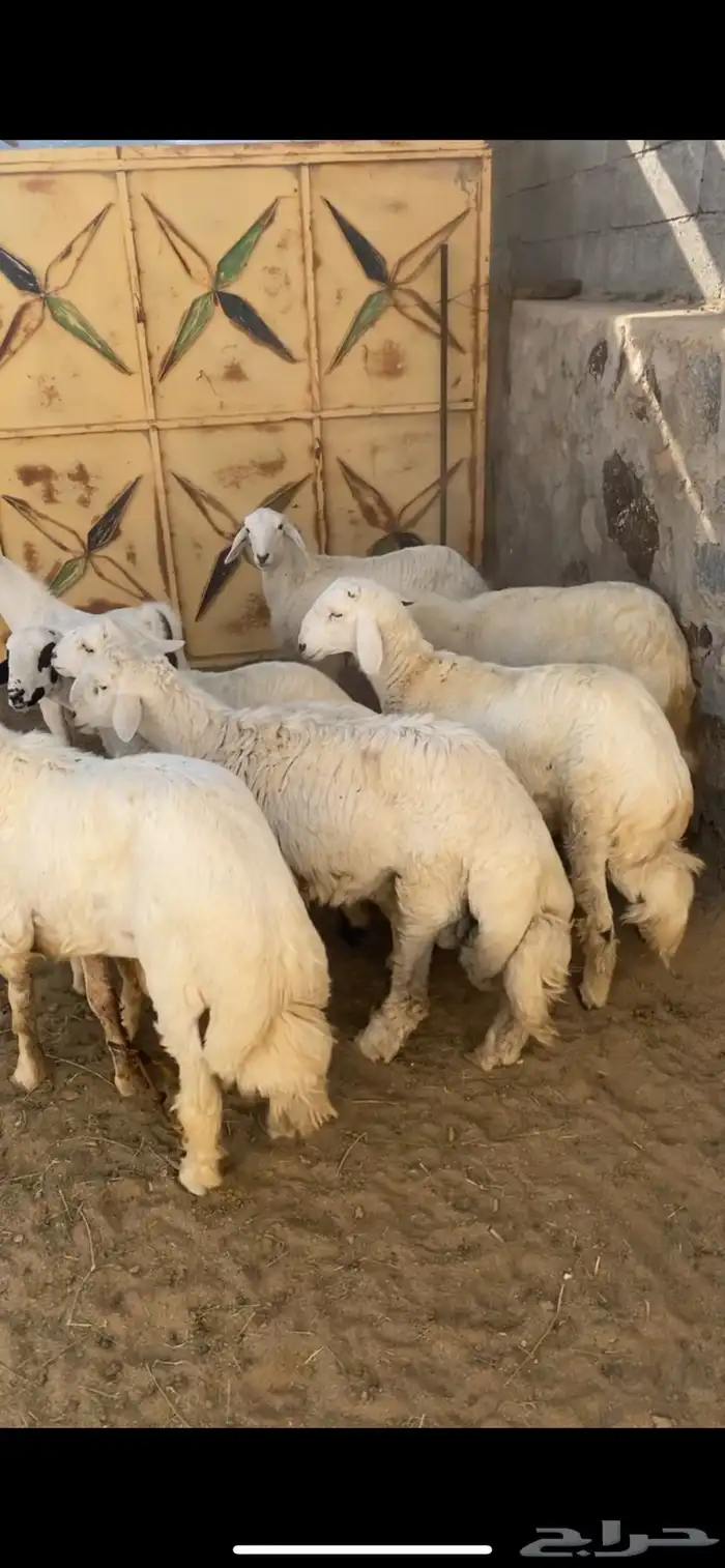 تيوس وخرفان 5