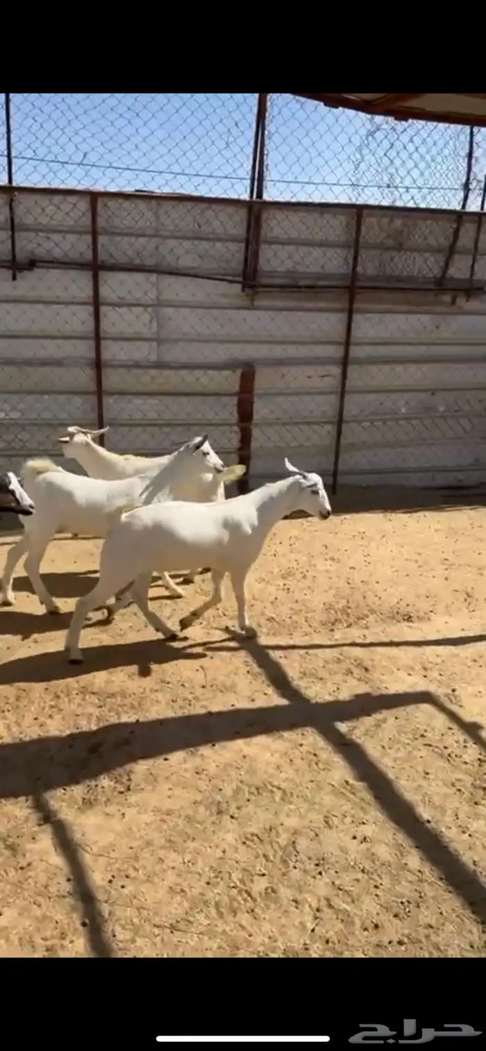 تيوس وخرفان 4