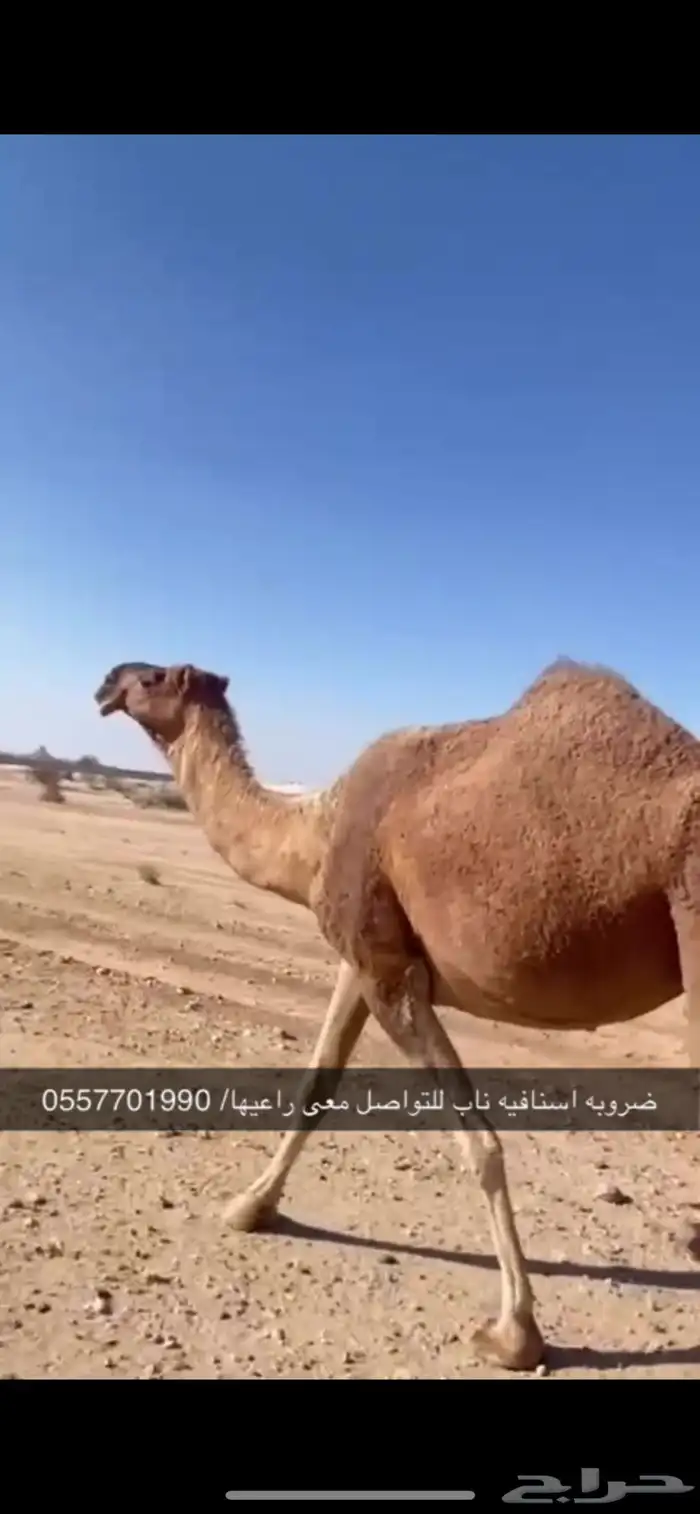 ناقه ضروبه طيبه 0