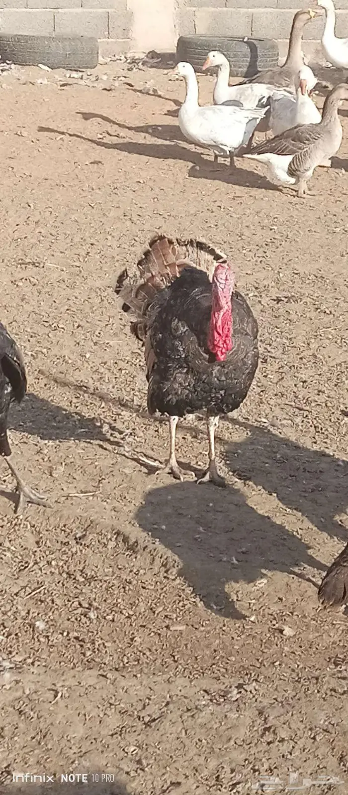 ذكور دجاج الرومي 0