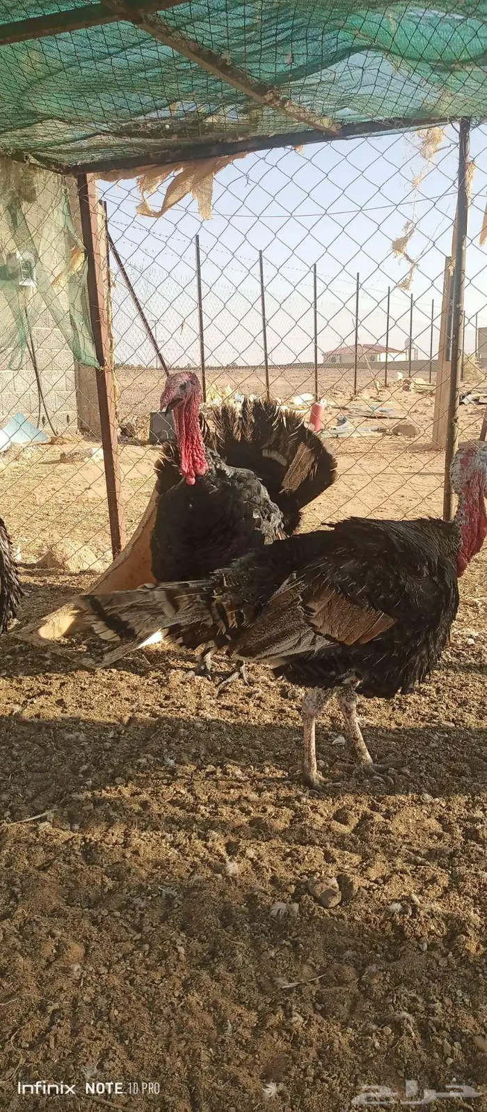 ذكور دجاج الرومي 2