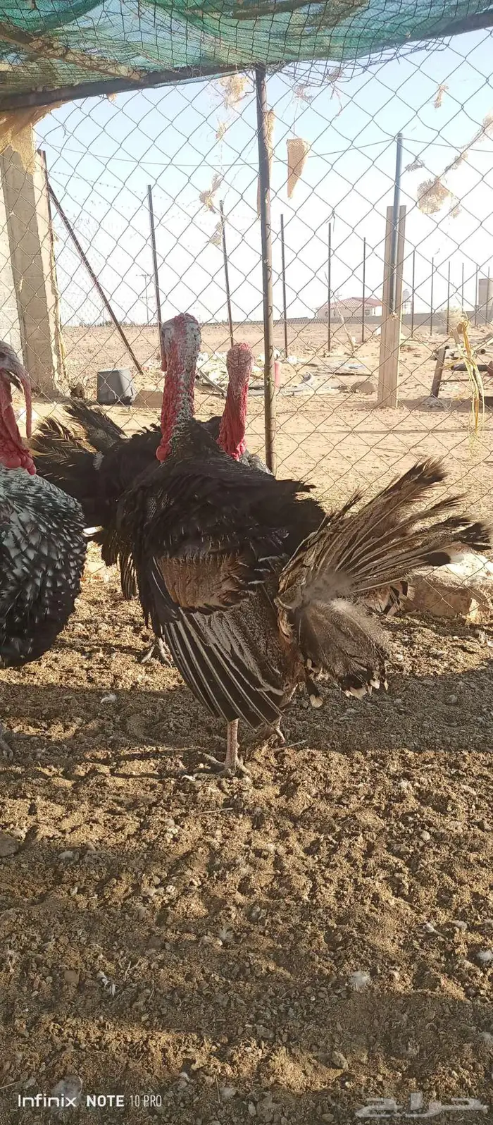 ذكور دجاج الرومي 3