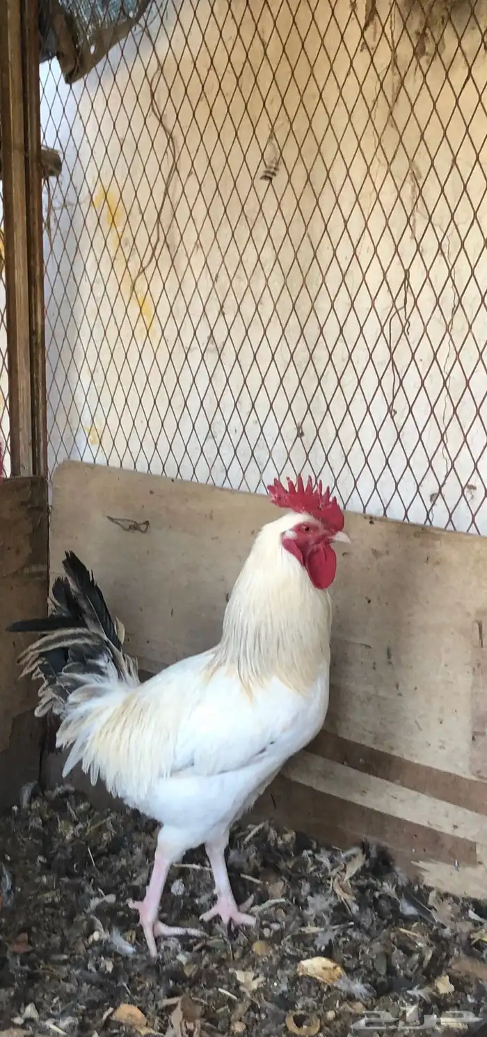 ثلاث ديك تركي 0