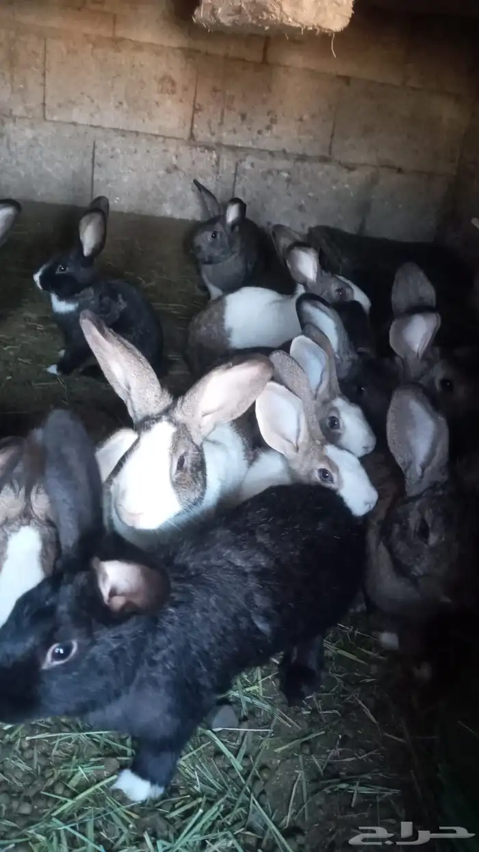 ارانب للبيع العداد 25 الا 30 صقار وكبار 0