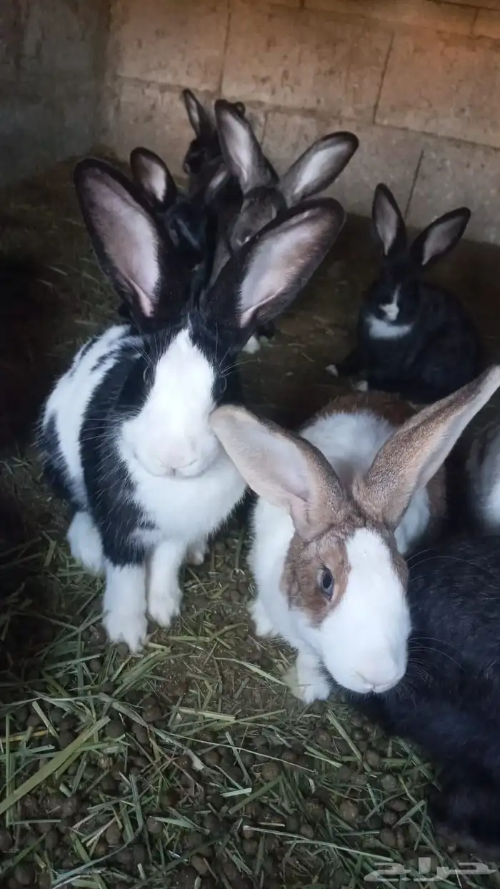 ارانب للبيع العداد 25 الا 30 صقار وكبار 1