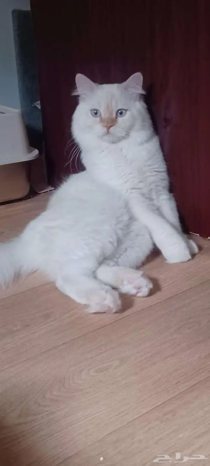 قط ذكر لتزاوج 1