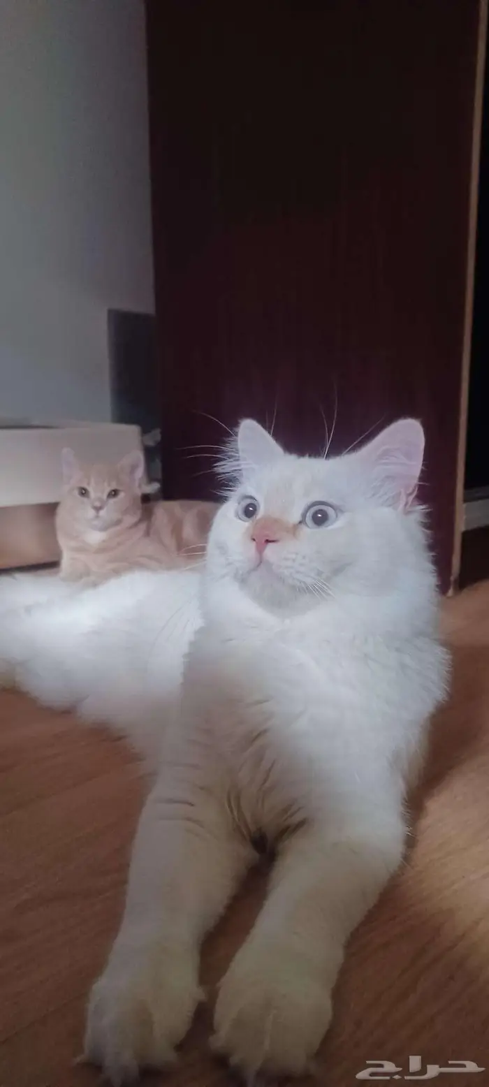قط ذكر لتزاوج 0