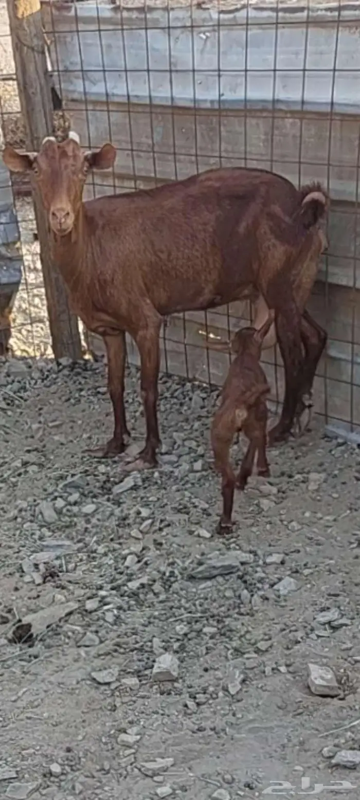 عنز محايلي 1