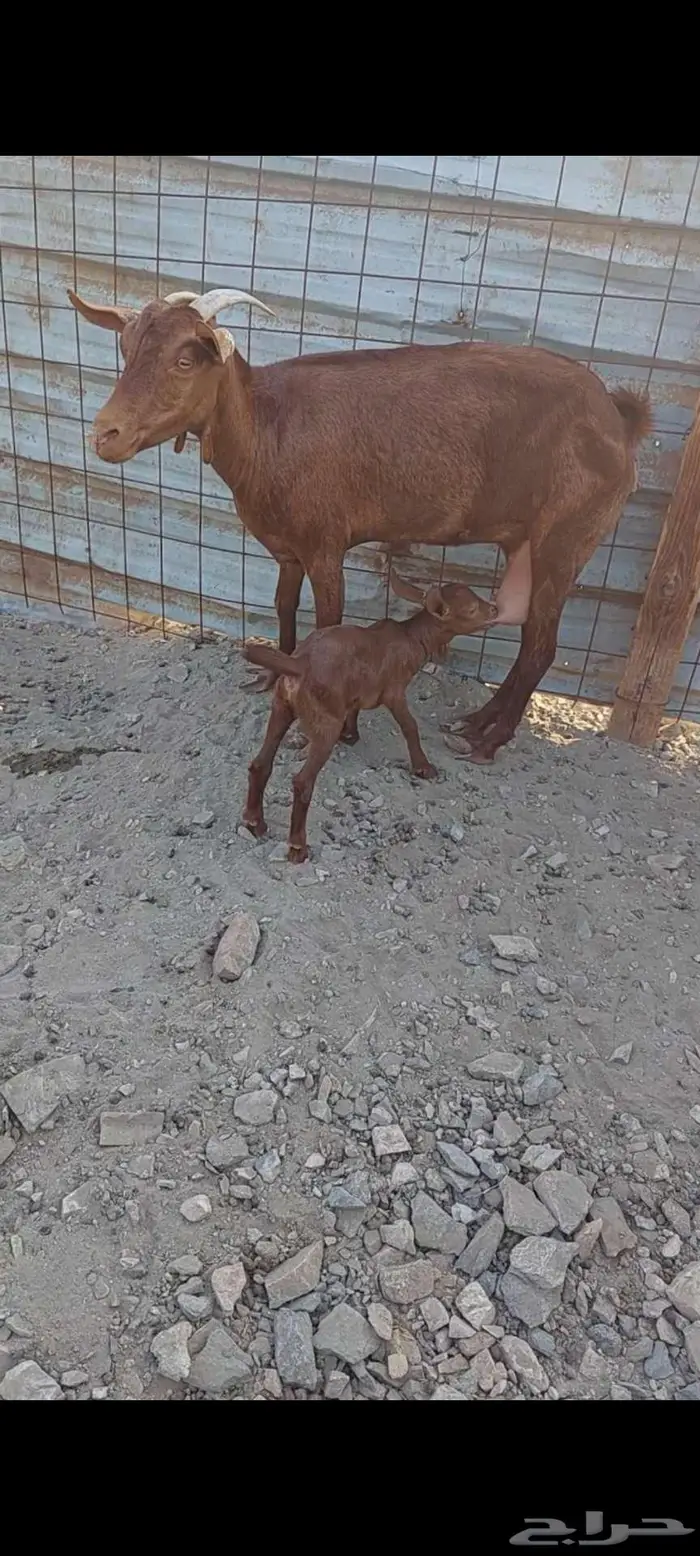 عنز محايلي 2