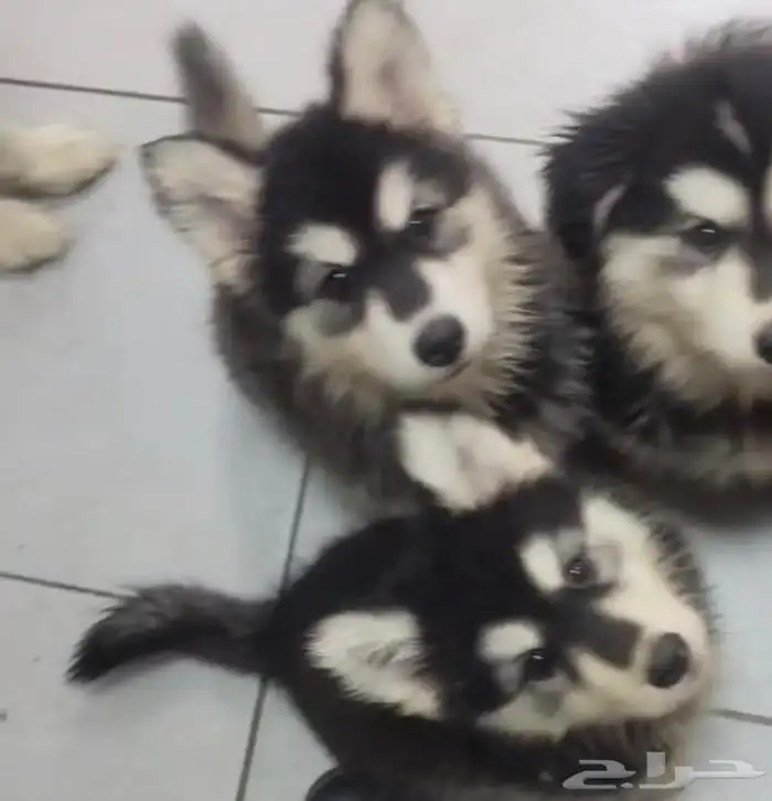 كلاب هاسكي للبيع عالسوم مطعمين ومعهم دفتر التطعيمات 7