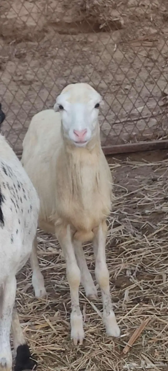 بيع نعجه ورخل 1