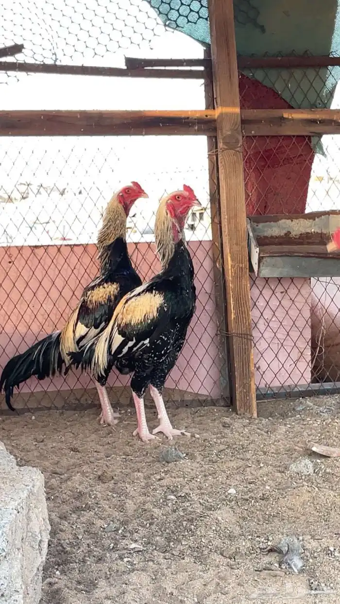 ديوك باكستاني 1