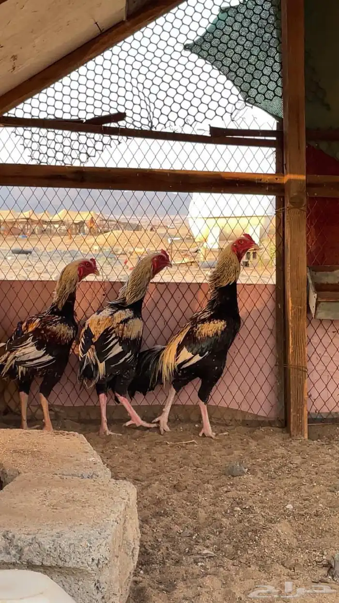 ديوك باكستاني 0