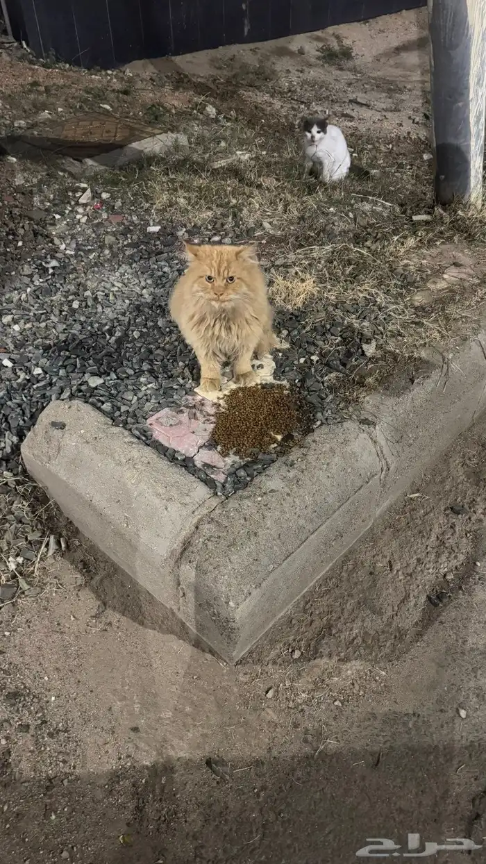 قطه للتبني 0