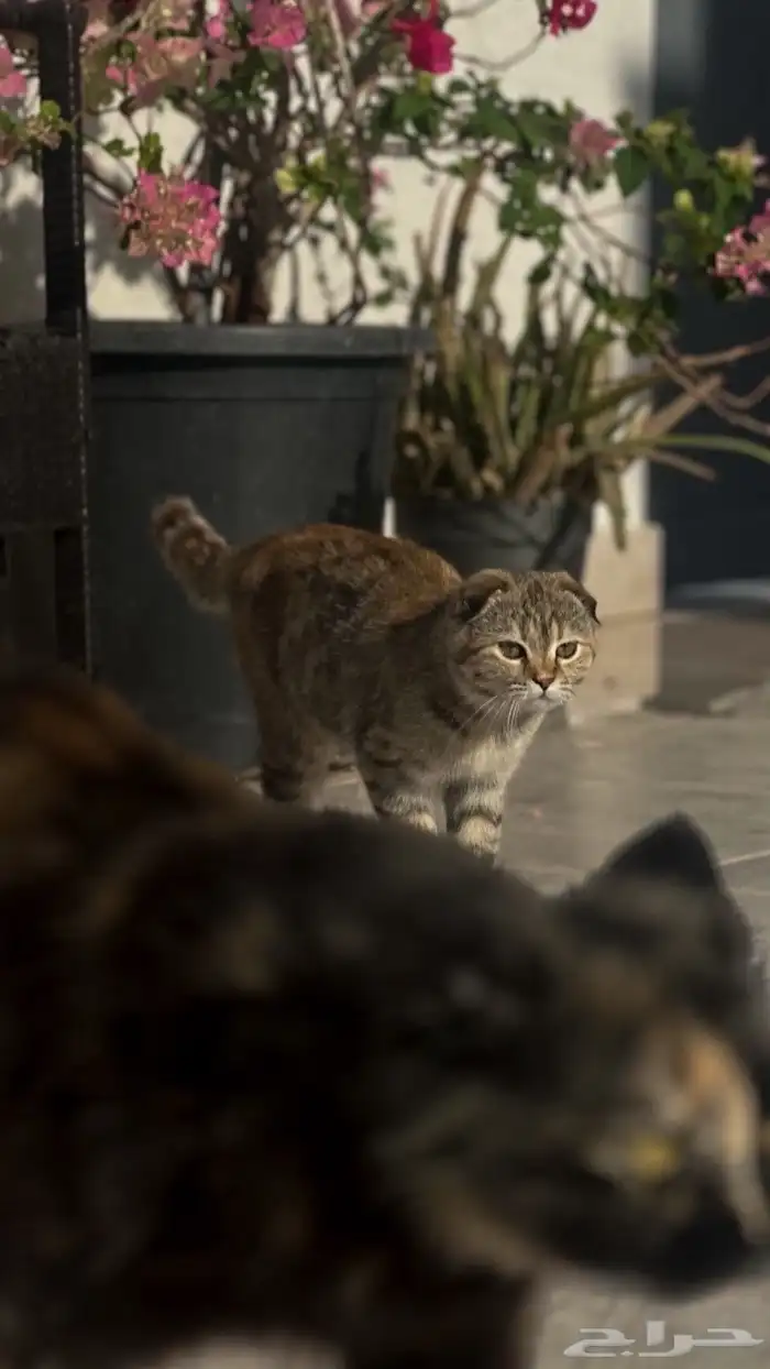 قطط تبني 11
