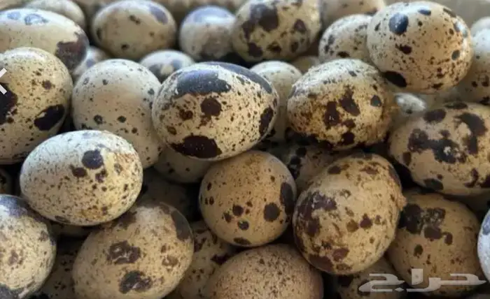 صوص وبيض سمان تكساس أحجام فاخرة 3