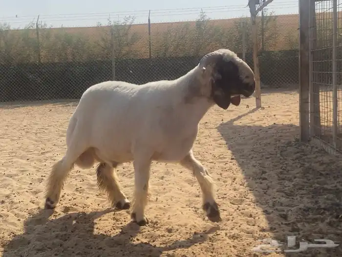 جذع نعيمي مشروع فحل 1