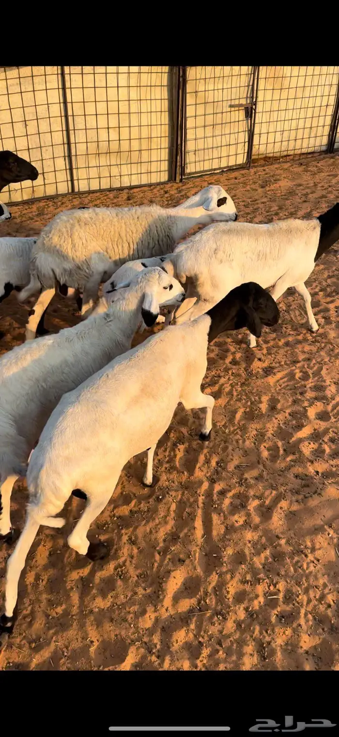 شياه مواليد برابر 1