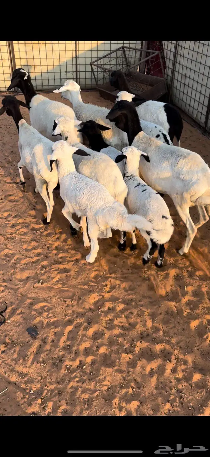 شياه مواليد برابر 2