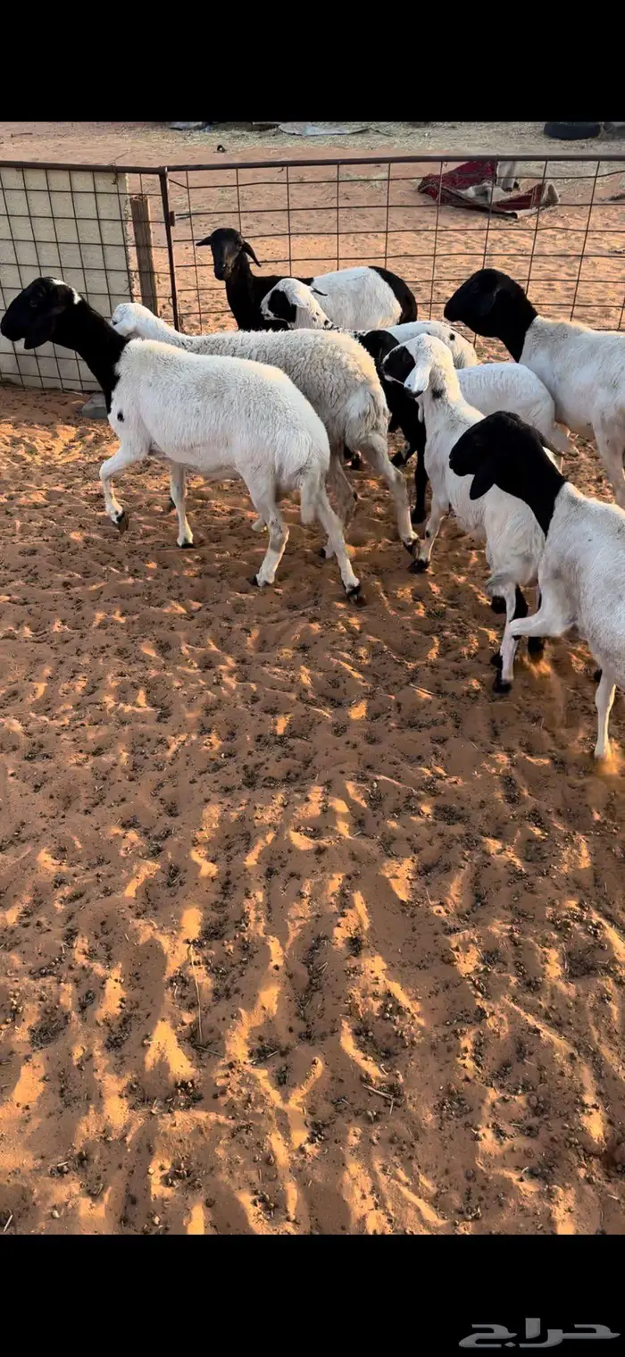 شياه مواليد برابر 4