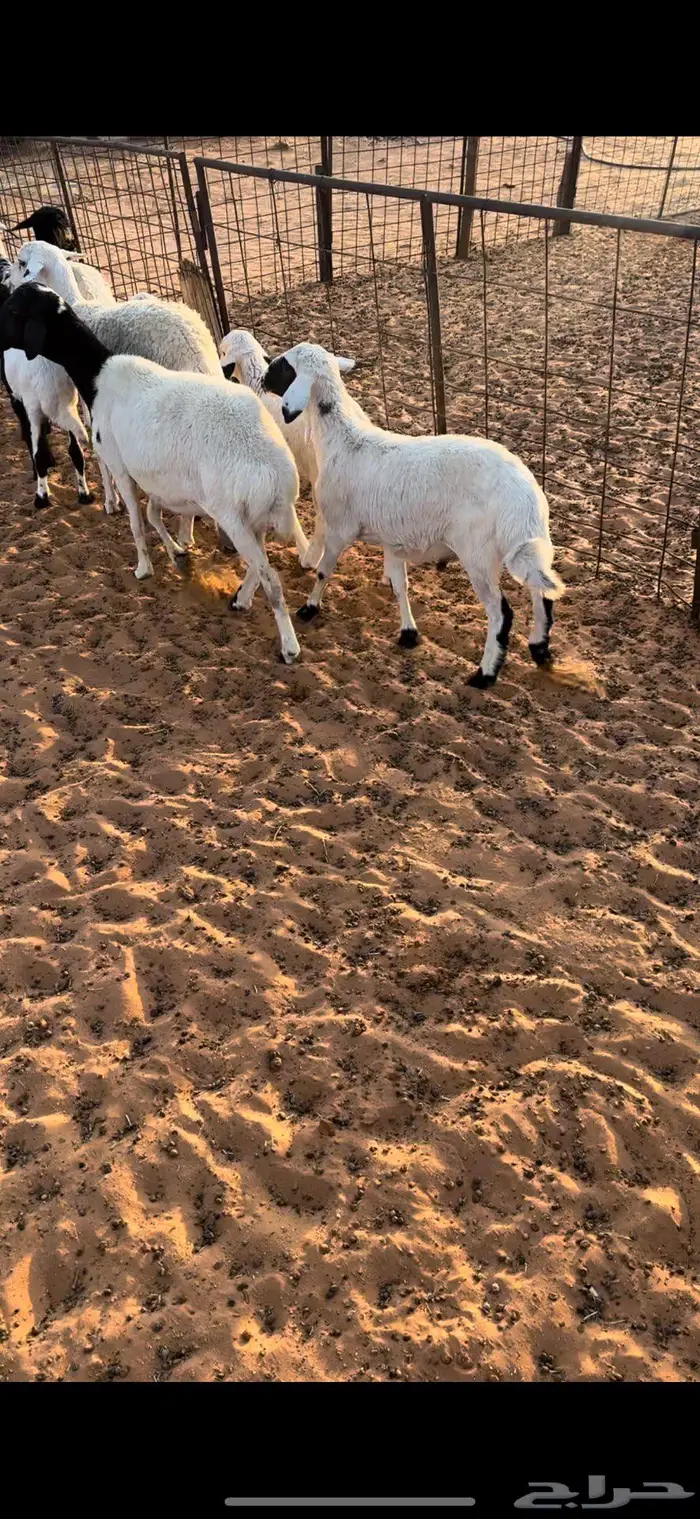 شياه مواليد برابر 3