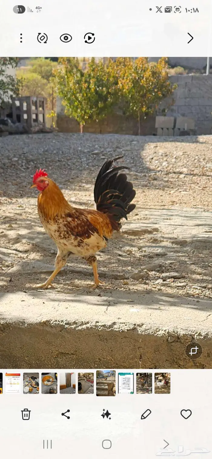 عدد 5 ديك بلدي للبيع 0