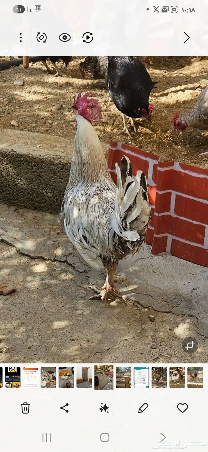 عدد 5 ديك بلدي للبيع 1