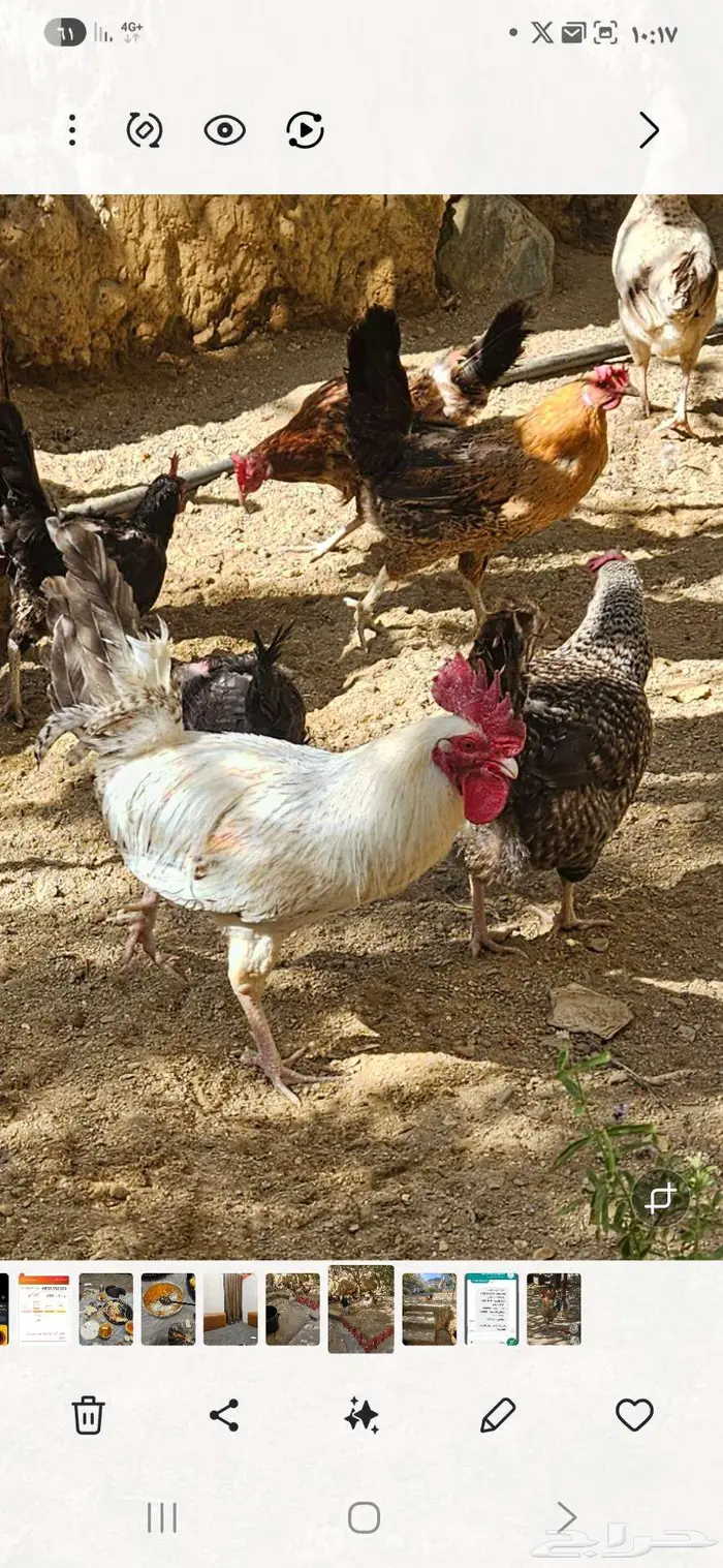 عدد 5 ديك بلدي للبيع 2