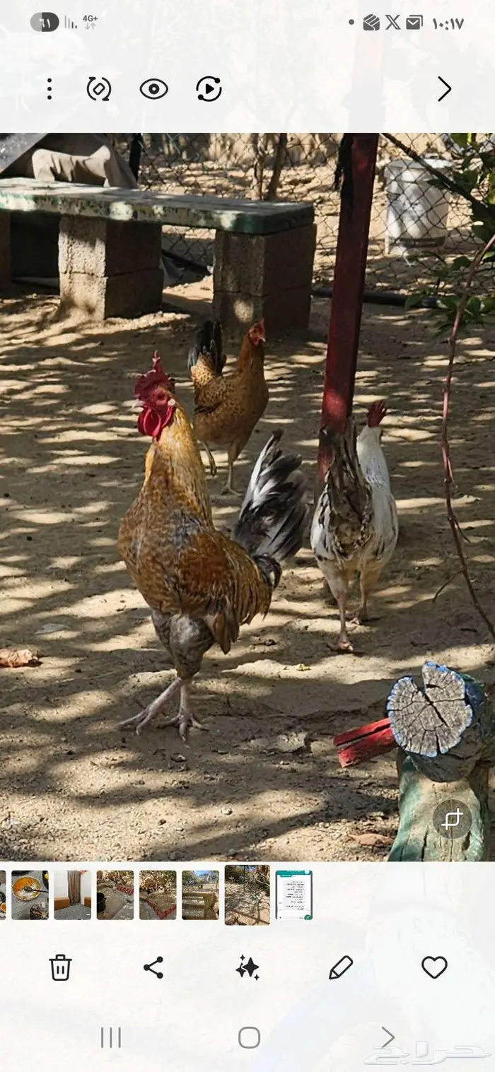 عدد 5 ديك بلدي للبيع 3