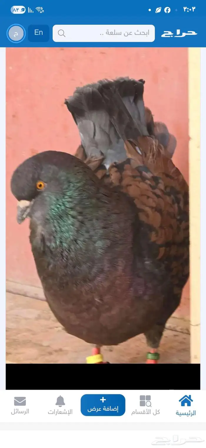 كنق مودينا العدد 10 8